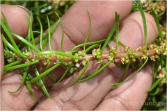 Myriophyllum oliganthum